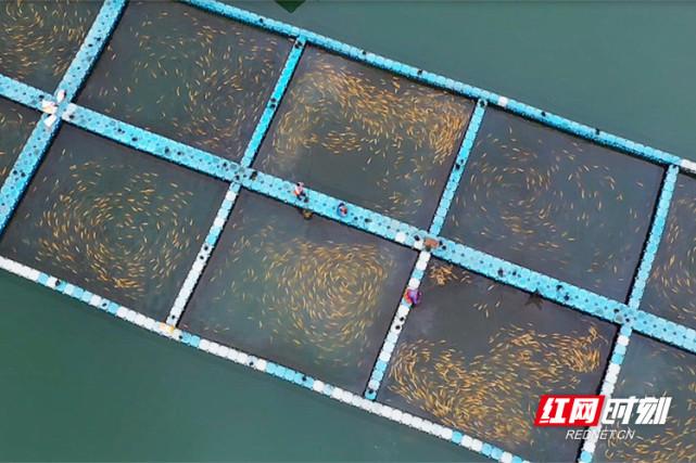 魚躍東江！郴州資興六千水產養殖戶有序復產，畜牧漁業飼料銷售同步回暖