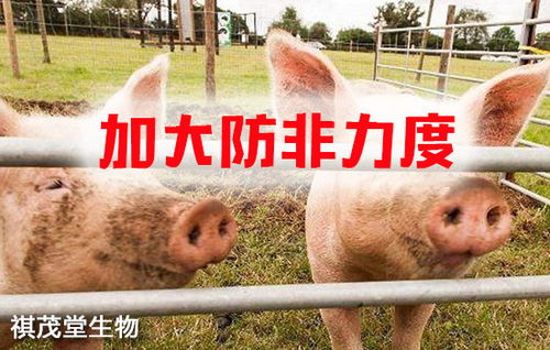 筑牢生物安全屏障 抓實關鍵措施，防控重大疫病，保障畜牧漁業飼料銷售穩定